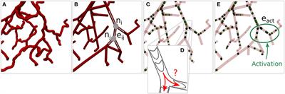 Predicting Vessel Diameter Changes to Up-Regulate Biphasic Blood Flow During Activation in Realistic Microvascular Networks